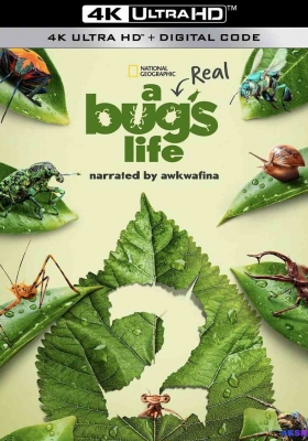[4K纪录片] 虫虫历险记 第二季 (2025) A Real Bugs Life Season 2 / 虫虫危机(台) / 虫虫特工队(港) / 真实虫虫危机 / A.Real.Bugs.Life.S01.S02.2160p.DSNP.WEB-DL.DDP5.1.Atmos.DV.HDR.H.265